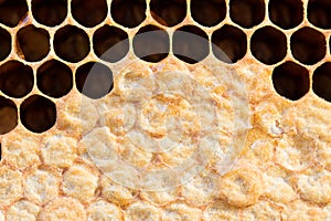 Honeycomb with sweet honey
