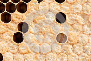 Honeycomb with sweet honey