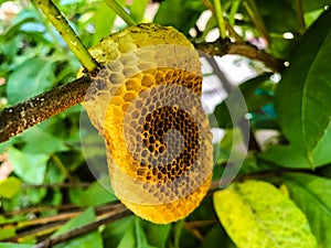 Honeycomb on tree branch