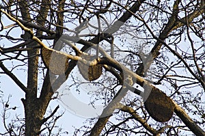 Honeycomb on trees, Nagzira Wild Life Sanctuary, Bhandara, Near Nagpur, Maharashtra photo