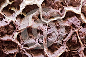 Honeycomb weathering in a natural sandstone and claystone wall