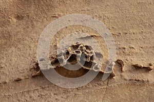 Honeycomb Weathering on Sandstone Surface photo