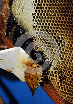 Honeycombs and beeswax