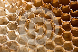 Honeycombs Cells