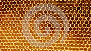 Honeycombs, honey glitters inside, panorama