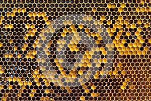 Honeycombs with honey. Natural background.