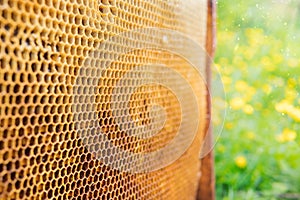 Honeycombs with honey. Natural background.