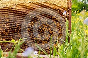 Honeycombs with honey. Natural background.