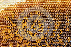 Honeycombs with honey. Natural background.