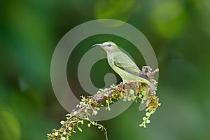 Honeycreeper in Costa Rica