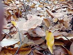 Honeydew agaric mushrooms in yellow leafs