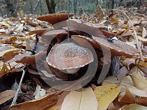 Honeydew agaric mushrooms in yellow leafs