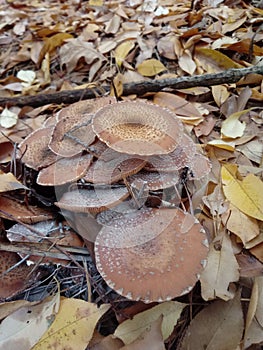 Honeydew agaric mushrooms in yellow leafs