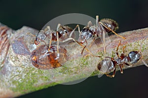 Honeydew-collecting ants from European fruit lecanium (Parthenolecanium corni). photo