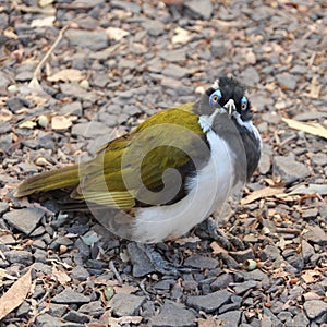 The honeyeater looks at me