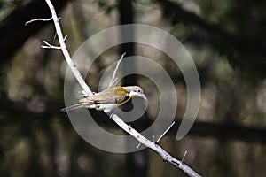 A honeyguide on a branch