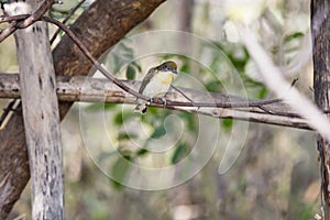 A honeyguide on a branch