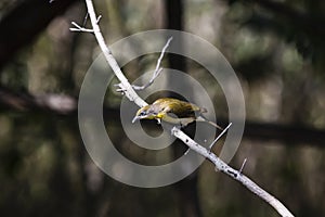 A honeyguide on a branch