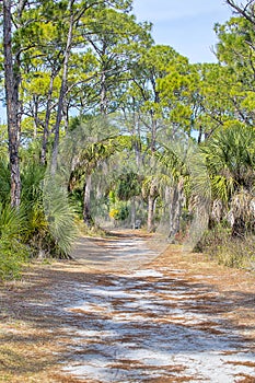 Honeymoon Island Nature Hiking, Walking Trail