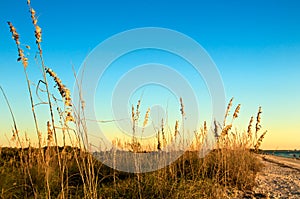 Honeymoon Island Sea Oats