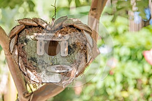 Honeymoon suite - wooden birds tree house in garden in a shape of