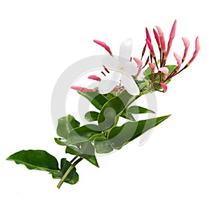 Honeysuckle