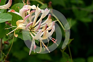 Honeysuckle photo