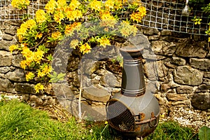 Honeysuckle Azalea no a garden wall with a wood burner