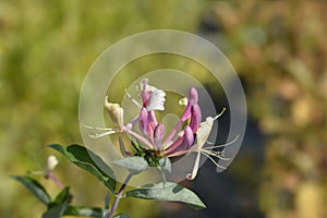 Honeysuckle Belgica photo