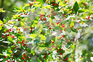 Honeysuckle berries