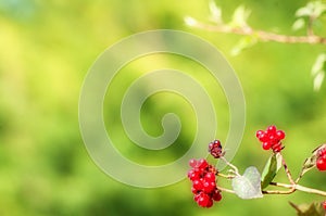 Honeysuckle berries background