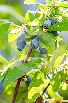 Honeysuckle berries at branch  - Lonicera kamtschatica