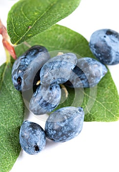 Honeysuckle berries and leaves