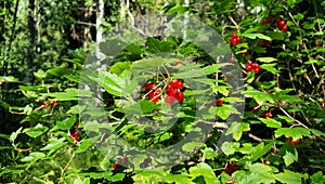 Honeysuckle berries in mixed forest thickets.
