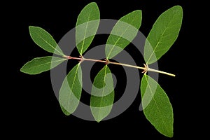 Honeysuckle berry leaf closeup