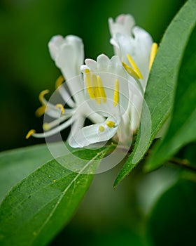 Honeysuckle bloom on overcast day