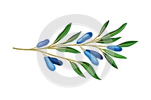 Honeysuckle Branch with Blue Oblong Berries and Green Fibrous Leaves Vector Illustration