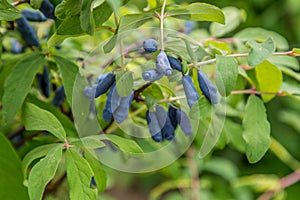 Honeysuckle branch with blue ripe berries