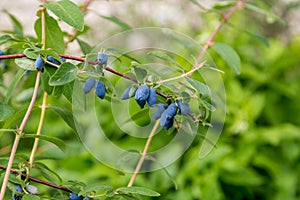 Honeysuckle branch with blue ripe berries