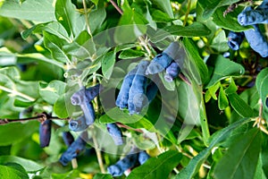 Honeysuckle branch with blue ripe berries.