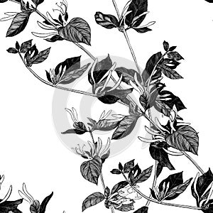 Honeysuckle. Branch with flowers and buds. Garden flower. Seamless patterns on a white background. Use printed materials, signs,