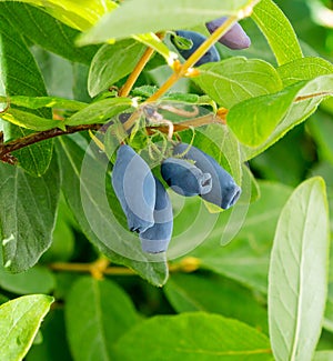 Honeysuckle branch with fruits