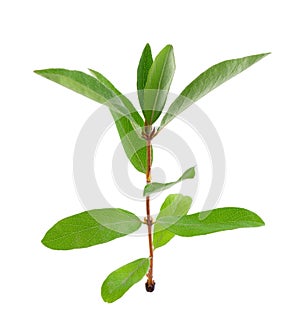 Honeysuckle branch isolated on white background. Clipping path.