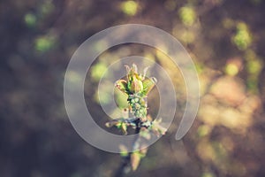 Honeysuckle branch with new green leaves