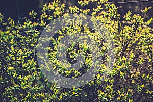 Honeysuckle branch with new green leaves