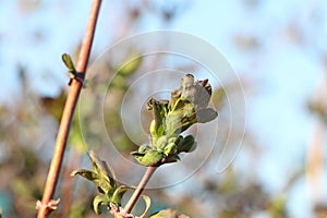 Honeysuckle branch with swelling bud