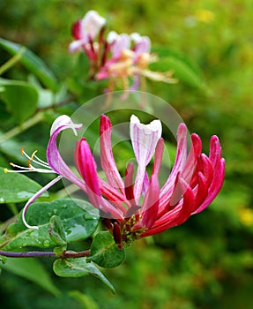 Honeysuckle, close up, with background image.