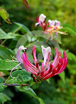 Honeysuckle, close up, with background image.