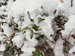 The honeysuckle is covered with snow. Beauty in Nature.