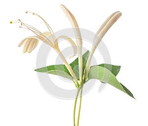 Honeysuckle flower
